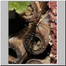 Perithous cf scurra - Schlupfwespe 07 10mm-fdet03.jpg